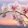 orchid357
